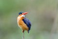 Malachite kingfisher in Kruger National Park Royalty Free Stock Photo