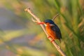 Malachite Kingfisher - Corythornis cristatus