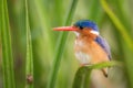 The Malachite Kingfisher, Corythornis cristatus is sitting and posing on the reed, amazing picturesque green background, in the