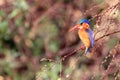 The malachite kingfisher Corythornis cristatus sitting on the reed. Kingfisher with green background. Kingfisher sitting on the Royalty Free Stock Photo