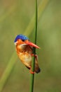 The malachite kingfisher Corythornis cristatus sitting on the reed. Kingfisher with green background and drops of water on the Royalty Free Stock Photo