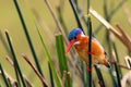 Malachite kingfisher Corythornis cristatus sitting on a reed with green background by the river Nile. Small fisherman on the Royalty Free Stock Photo