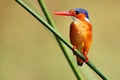 Malachite kingfisher ,Corythornis cristatus, sitting on a reed with green background by the river Nile. Small fisherman on the Royalty Free Stock Photo