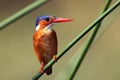 Malachite kingfisher Corythornis cristatus sitting on a reed with green backround by the river Nile Royalty Free Stock Photo