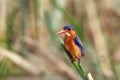 The malachite kingfisher Corythornis cristatus sitting on the reed. Kingfisher with green background and drops of water on the Royalty Free Stock Photo