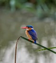 The malachite kingfisher Corythornis cristatus sitting on the reed Royalty Free Stock Photo