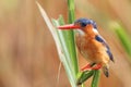 The malachite kingfisher Corythornis cristatus sitting on the reed. Kingfisher with orange  background Royalty Free Stock Photo