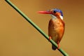 Malachite kingfisher Corythornis cristatus sitting on a reed with orange backround by the river Nile. A small African blue Royalty Free Stock Photo