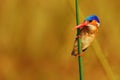 Malachite kingfisher Corythornis cristatus sitting on a reed with orange backround by the river Nile. A small African blue Royalty Free Stock Photo