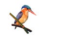 The malachite kingfisher Corythornis cristatus sitting on the reed. Kingfisher with white background. Kingfisher sitting on the Royalty Free Stock Photo