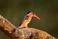 Malachite Kingfisher, detail of exotic African bird, Africa