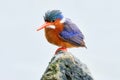 Malachite Kingfisher, detail of exotic African bird. Beautiful colorful animal sitting on the stone. Lake Awassa, Ethiopia in