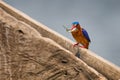 Malachite Kingfisher, detail of exotic African bird, catch two fish. Beautiful colorful animal sitting on the stone. Lake Awassa,