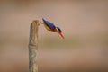 Malachite kingfisher diving off post to fish Royalty Free Stock Photo