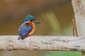 Malachite kingfisher in Ethiopia