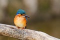 Malachite kingfisher in Ethiopia Royalty Free Stock Photo