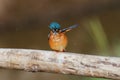 Malachite kingfisher in Ethiopia