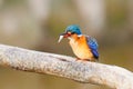 Malachite kingfisher in Ethiopia Royalty Free Stock Photo