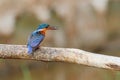 Malachite kingfisher in Ethiopia Royalty Free Stock Photo