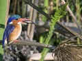 Malachite Kingfisher with Fish Royalty Free Stock Photo