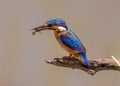 Malachite Kingfisher with fish Corythornis cristatus Royalty Free Stock Photo