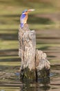 Malachite Kingfisher with fish between his beak