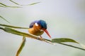 Malachite kingfisher hunting for a meal Royalty Free Stock Photo