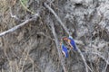 Malachite Kingfisher