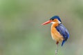 Malachite kingfisher in Kruger National Park Royalty Free Stock Photo