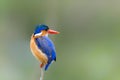 Malachite kingfisher in Kruger National Park Royalty Free Stock Photo