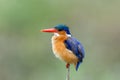 Malachite kingfisher in Kruger National Park in South Africa. Green Royalty Free Stock Photo