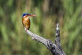 Malachite kingfisher in Kruger National park, South Africa Royalty Free Stock Photo