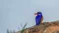 Malachite kingfisher in Kruger National park, South Africa Royalty Free Stock Photo