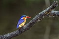 Malachite kingfisher in Kruger National park, South Africa Royalty Free Stock Photo