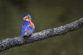 Malachite kingfisher in Kruger National park, South Africa Royalty Free Stock Photo