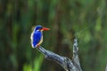 Malachite kingfisher in Kruger National park, South Africa Royalty Free Stock Photo