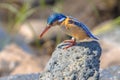 Malachite Kingfisher looking for fish