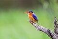 Malachite Kingfisher looks over the waterways of Africa for small fish Royalty Free Stock Photo