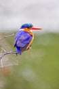 Malachite Kingfisher looks over the waterways of Africa for small fish Royalty Free Stock Photo