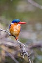 Malachite Kingfisher looks over the waterways of Africa for small fish Royalty Free Stock Photo