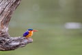 Malachite Kingfisher looks over the waterways of Africa for small fish Royalty Free Stock Photo
