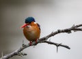 Malachite kingfisher isolated Royalty Free Stock Photo