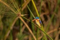 Malachite Kingfisher Royalty Free Stock Photo