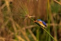 Malachite Kingfisher Royalty Free Stock Photo