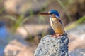 Malachite Kingfisher perched on rock