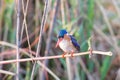 Malachite kingfisher preparing to dive Royalty Free Stock Photo