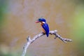 Malachite Kingfisher with random feathers