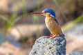 Malachite Kingfisher on rock