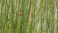 Malachite Kingfisher