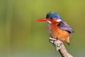 Malachite Kingfisher sitting on a perch Royalty Free Stock Photo